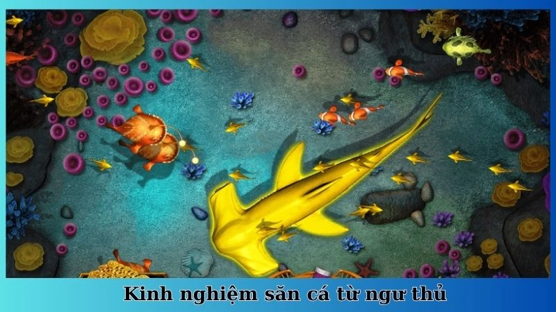 Kinh nghiệm săn cá từ ngư thủ