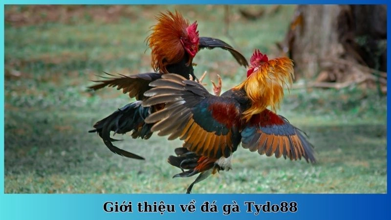 Giới thiệu về đá gà Tydo88