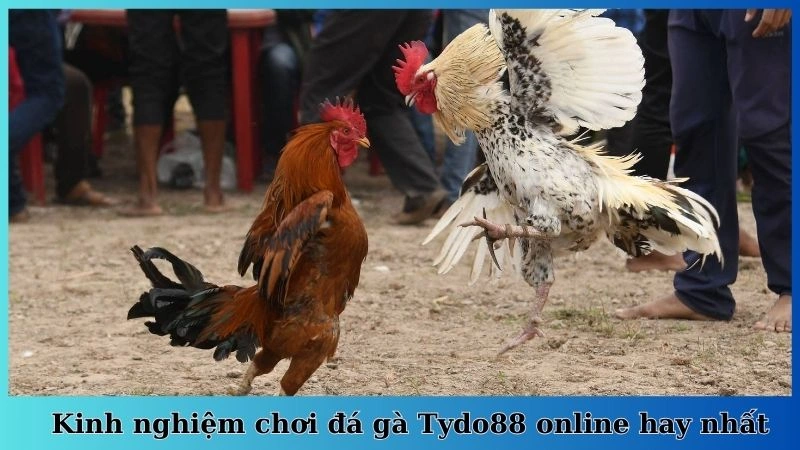 Kinh nghiệm chơi đá gà Tydo88 online hay nhất