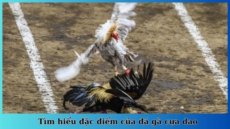 Tìm hiểu đặc điểm của đá gà cựa dao