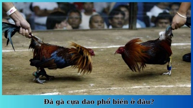 Đá gà cựa dao phổ biến ở đâu?