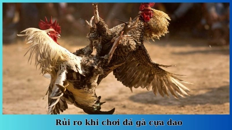 Rủi ro khi chơi đá gà cựa dao