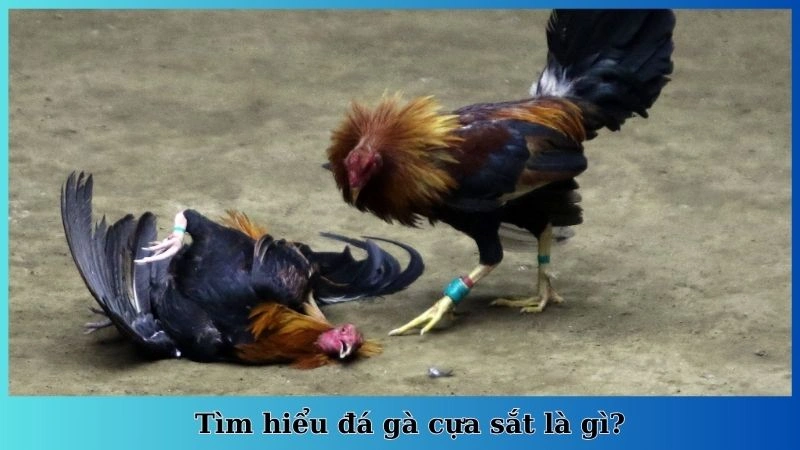 Tìm hiểu đá gà cựa sắt là gì?