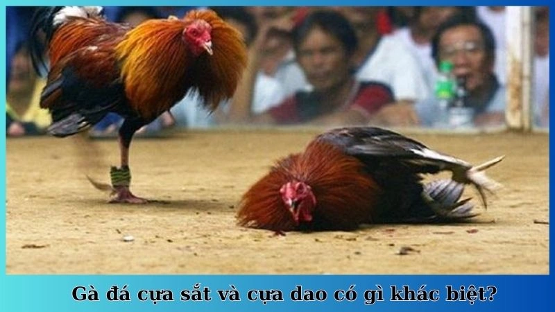 Gà đá cựa sắt và cựa dao có gì khác biệt?