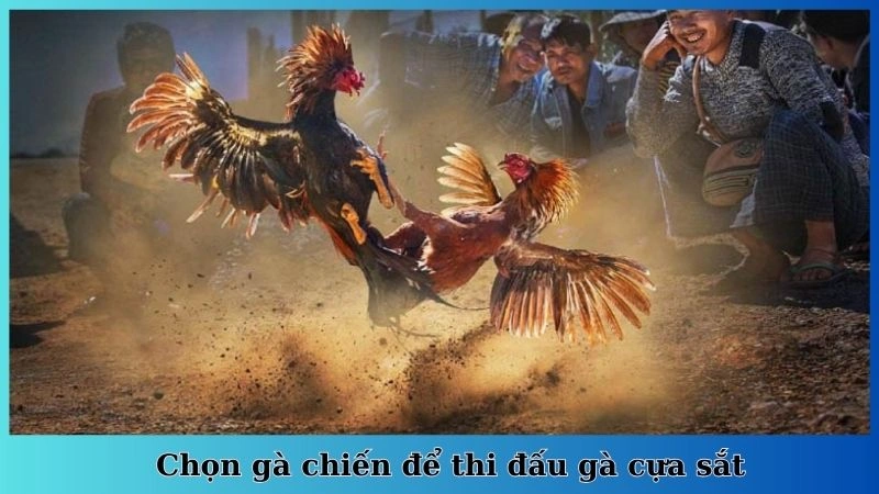 Chọn gà chiến để thi đấu gà cựa sắt